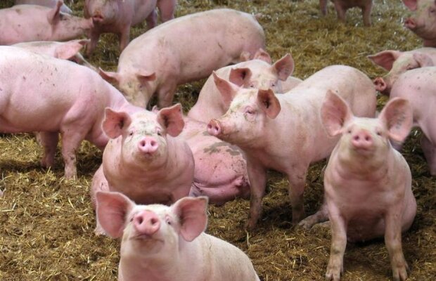 Afacerea din umbră a lui Laurențiu Reghecampf :) În ce investește antrenorul FCSB-ului banii 