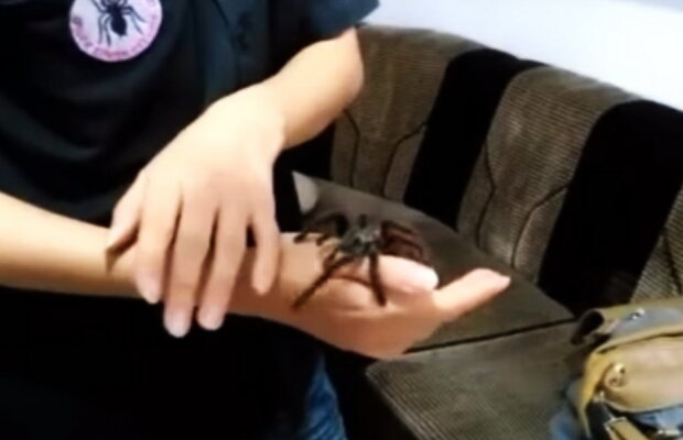 VIDEO O femeie trăiește alături de 1500 de tarantule!