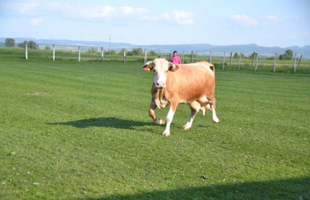 FOTO și VIDEO Nu ai cum să ratezi imaginile săptămânii! O văcuță nărăvașă a întrerupt un meci jucat în România :)