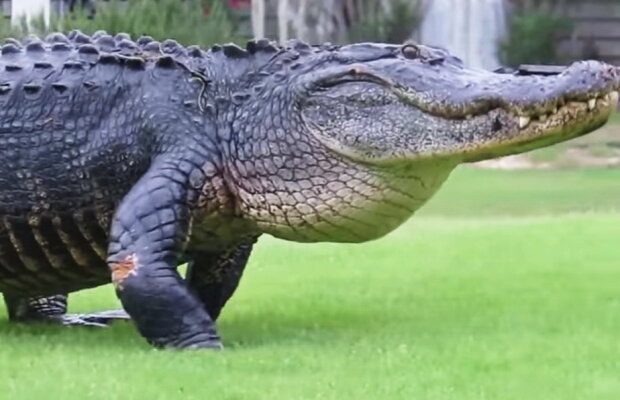 VIDEO "Sherman the Tank" și-a făcut apariția pe un teren de golf din Florida