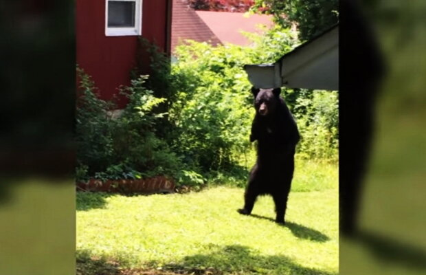 VIDEO Cele mai amuzante imagini cu un urs. Se comportă exact ca un om!