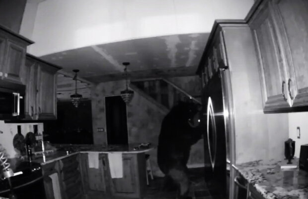 VIDEO Un urs a intrat în casa unor oameni. Ce a urmat este uimitor!