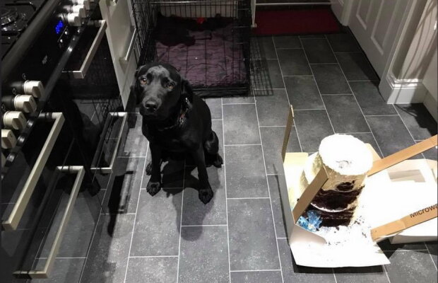 Un labrador a mâncat tortul de la nuntă! Cum a fost posibil