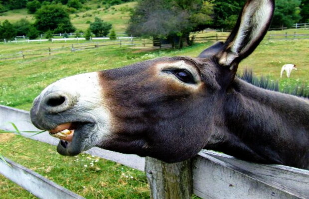 Incredibil! Mai mulți tineri au luat rabie după ce au făcut sex cu un măgar!