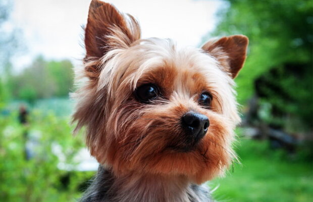 S-a dus la întâlnire cu amantul, dar a dat-o de gol câinele