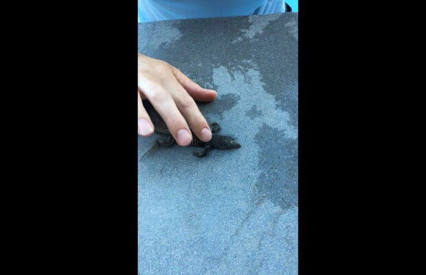 VIDEO A salvat o şopârlă înecată în piscină făcându-i masaj cardiac