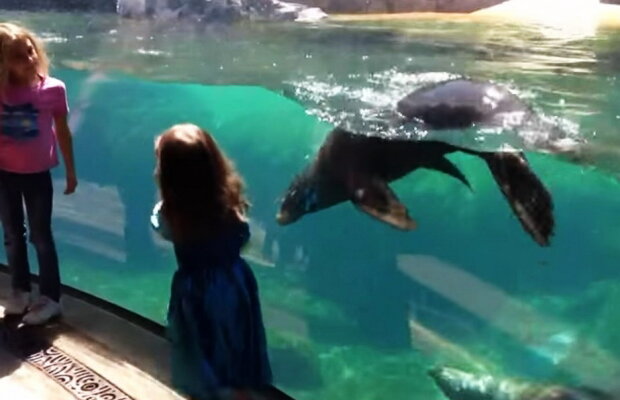 VIDEO O fetiţă se juca alături de un pui de leu de mare. E incredibil cum a reacţionat acesta când fetiţa a căzut!