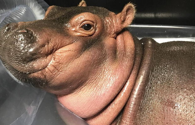 VIDEO Un pui de hipopotam, vedetă la Cincinnati