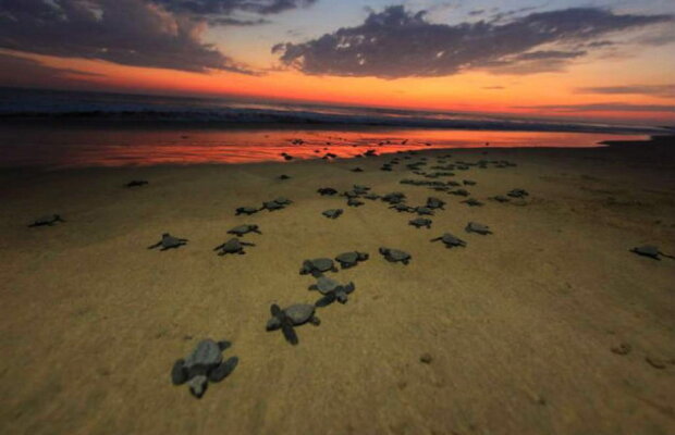 Christina Aguilera, împiedicată de nişte broaste ţestoase să cânte pe plajă