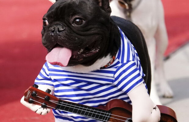 GALERIE FOTO Paradă canină spectaculoasă în California cu ocazia Halloween-ului