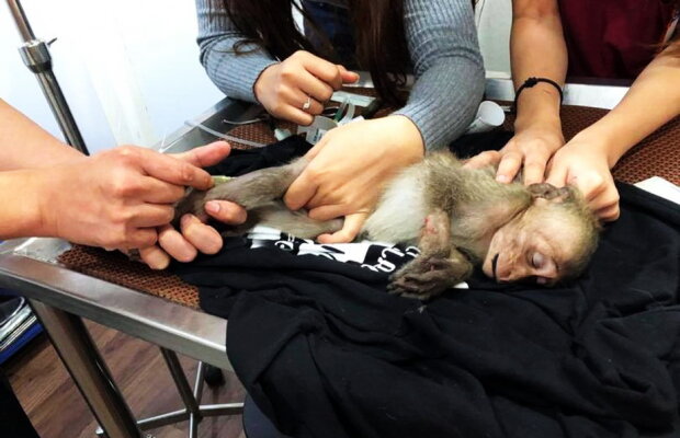 FOTO Un pui de maimuță a stat în comă 10 ore după o supradoză de cafea