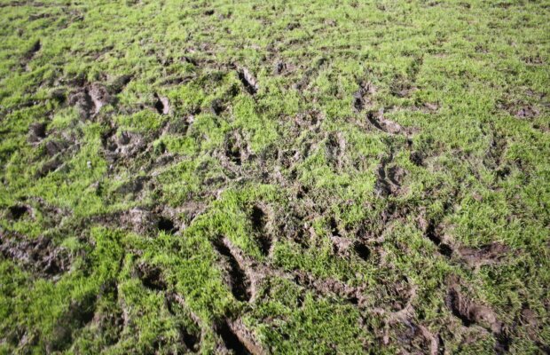 FOTO INCREDIBIL Scoateți tractoarele, vine România! Cum a fost primit "tineretul" înainte de meciul de foc din Țara Galilor