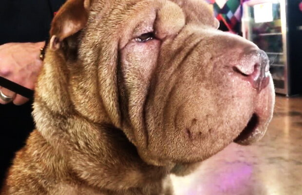 Un Shar-Pei a fost dus la veterinar pentru operație. Ce a găsit doctorul în interiorul lui e de necrezut