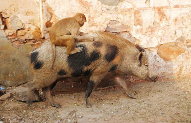 O fotografie face furori pe internet. E atât de amuzantă încât nu te poți abține din râs!