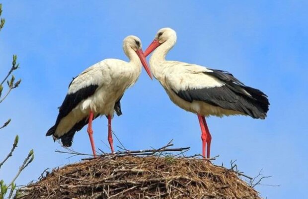 Dinu dă de pământ cu Rivaldinho și Bokila! Săgeți și către Adrian Mutu: "Niște cocostârci!" :) » Cum îl taxează pe "Briliant"