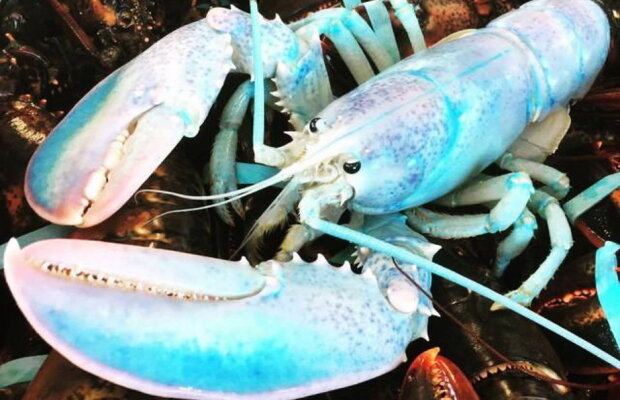 Așa ceva nu ai mai văzut până acum. Au apărut homarii albaștri!