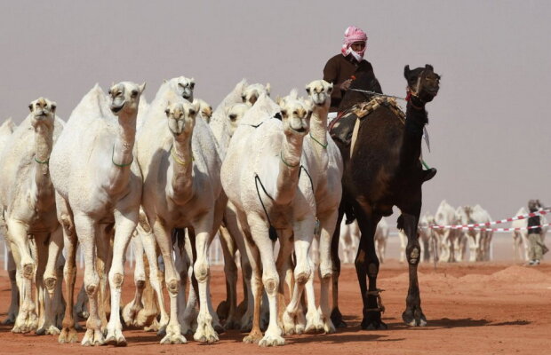 12 cămile, descalificate dintr-un concurs pentru că aveau botox