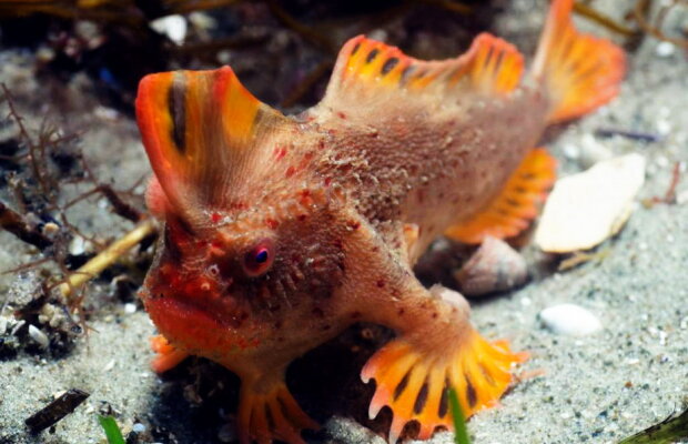 VIDEO Au fost descoperiţi peştii care merg!