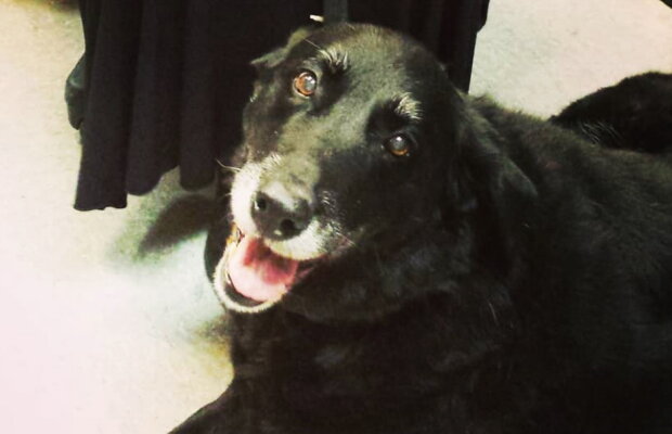 Un câine dispărut în urmă cu 10 ani s-a întors acasă