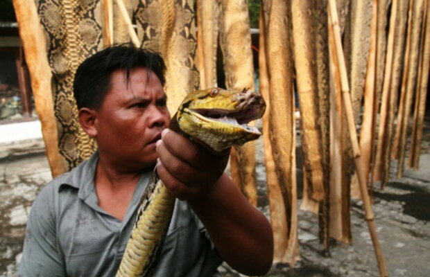 Şocant! Au vândut online crocodili, giboni şi pitoni