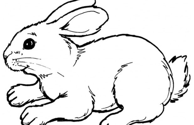 Incredibil. Iată cum s-au salvat nişte iepuri din calea inundaţiilor!