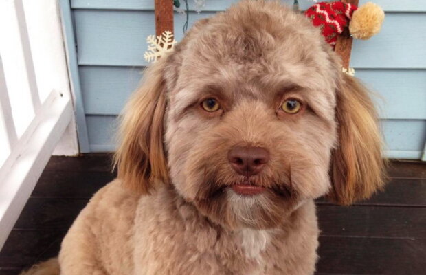 FOTO & VIDEO Un căţel cu chip de om a înnebunit lumea virtuală