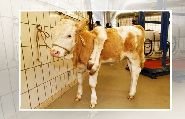 VIDEO În China s-a născut un viţel cu şase picioare