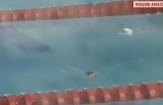 FOTO Imagini îngrozitoare la bazinul olimpic "Lia Manoliu": șobolan pe culoarul 7! 