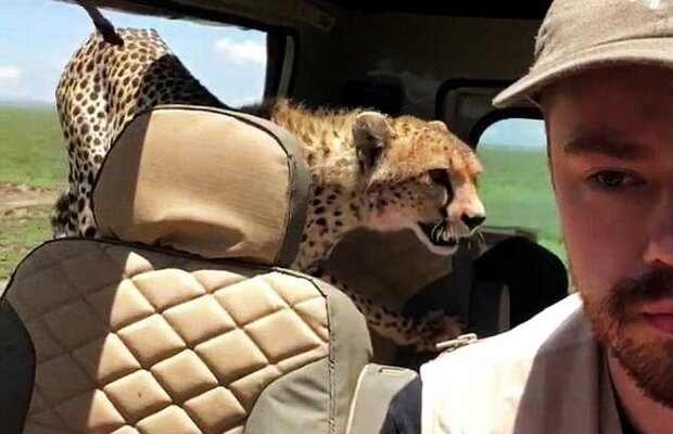 Video uluitor. Iată cum a reacţionat un bărbat când s-a trezit cu un ghepard în maşină!