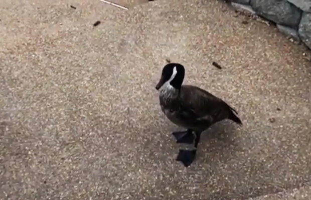 VIDEO A fost nepoliticos cu o gâscă, dar a regretat instant. Vei râde cu lacrimi!