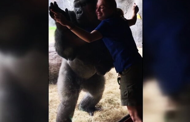 VIDEO Imagini incredibile. O gorilă imită perfect o femeie