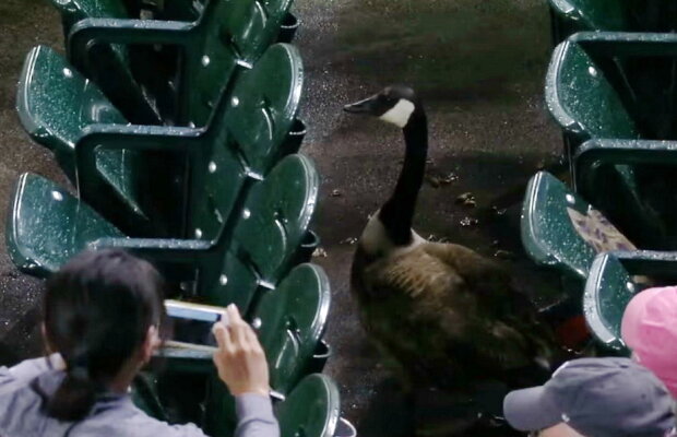 VIDEO Moment jenant în timpul unui meci de baseball. O gâscă a intrat pe teren