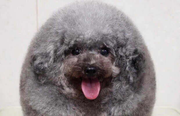FOTO Acest câine a creat valuri pe internet. Arată ca o minge de puf!