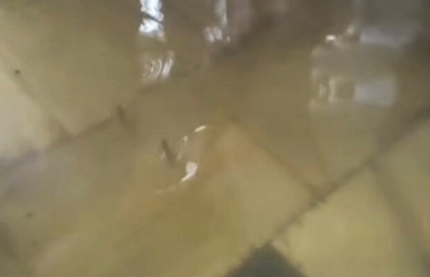 VIDEO Imagini incredibile din India » Peștii înoată pe holurile unui spital