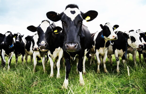 O femeie urmărită de poliţie a devenit cea mai ghinionistă persoană din lume!