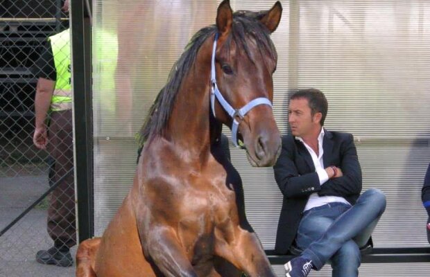 GSP LIVE // VIDEO Șeful lui Contra, declarație aiuritoare în direct, după ce Becali l-a umilit din nou pe Dică: "Da, un cal de rasă poate lua titlul în Liga 1"