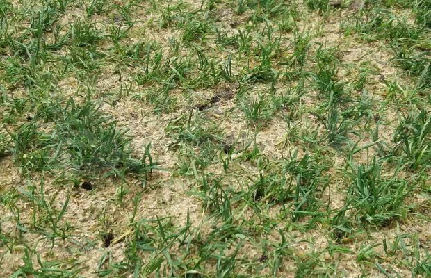 GSP LIVE // Gazonul de la Dinamo - FCSB l-a revoltat pe Adrian Porumboiu: "Primărița va găsi un vinovat, pe Dragnea :)"