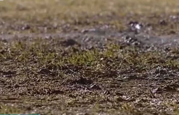 CSIKSZEREDA - CS U CRAIOVA // FOTO+VIDEO Déjà-vu pentru olteni? Cum arată gazonul de la Miercurea Ciuc înaintea ultimului meci din sferturile Cupei