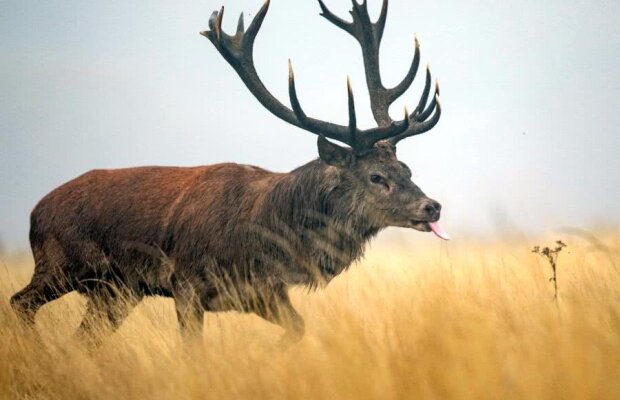 FOTO Situație incredibilă: startul unui meci a fost amânat din cauza terenului acoperit cu excremente de cerb