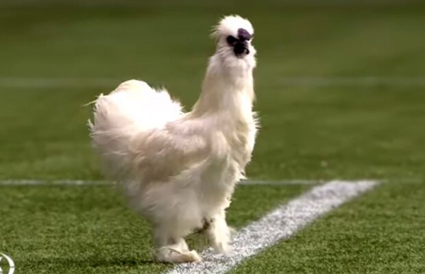 VIDEO Protest bizar în Olanda! Fanii au aruncat pe teren o găină