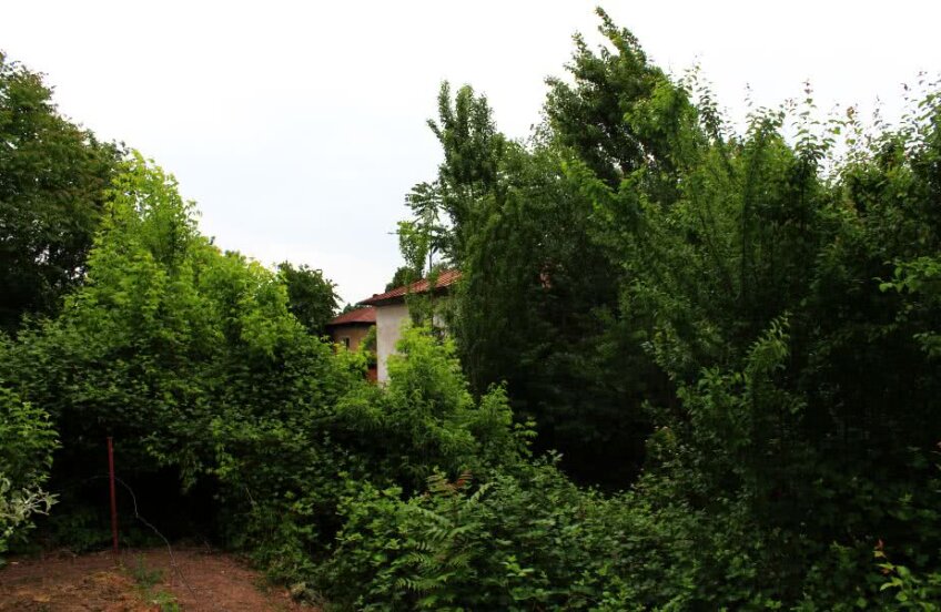 Baza de la Ploiești a fost deja cucerită de jungla urbană: colțurile sălii abia se mai zăresc printre plante