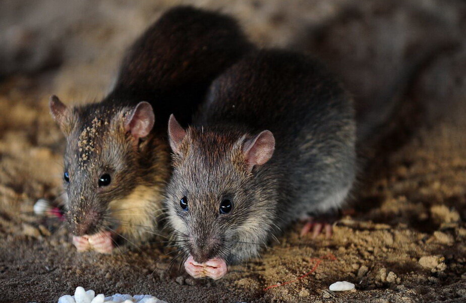 Autoritățile din Jakarta oferă 1,5 dolari pentru fiecare șobolan capturat ► Foto: The Independent