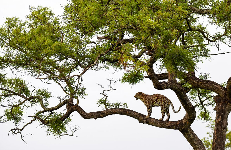 Foto: National Geographic