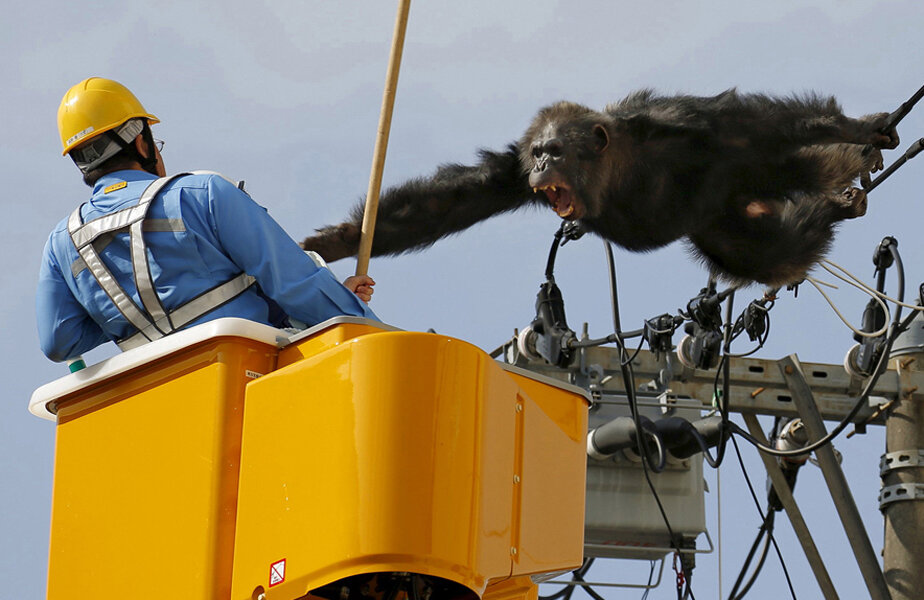 Un cimpanzeu a evadat de la o Grădina Zoologică din Japonia
