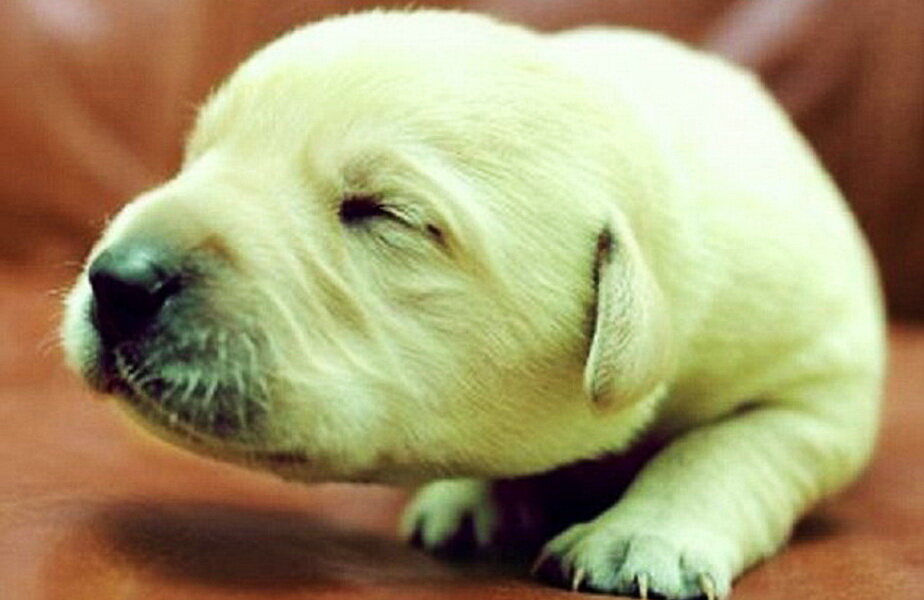 Un pui de labrador s-a născut verde ► Foto: amando.it